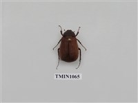 藏品(軟毛褐金龜)的圖片